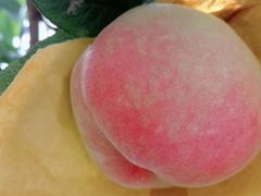 -老袁家蜜桃农场·阳山水蜜桃