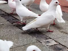 -王府井奥莱临潼小镇(临潼店)