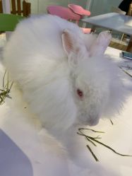-Moni星球萌宠·小马宝莉·灵蛇·高端高阶全萌宠互动体验俱乐部(红豆国际广场店)