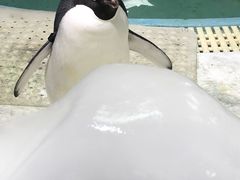 -海合安武汉极地海洋公园