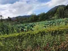 -凤凰谷天澜度假酒店云天阁自助餐