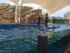 -芜湖新华联大白鲸海洋公园