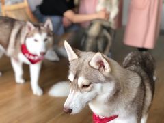 -Husky Go! 哈士奇体验馆·宠物咖啡厅狗咖