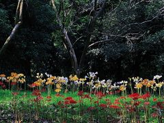-杭州植物园