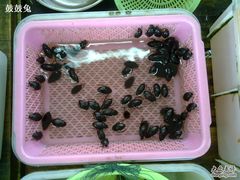 -大湾区中央湿地公园-十九涌