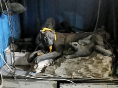 -新疆狼爷烤肉(宋庄店)