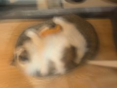 -白兔子密室(长寿路店)