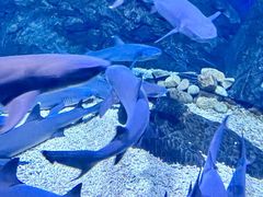 -烟台海昌鲸鲨海洋公园