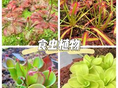 -上海辰山植物园