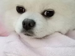 -喜柴咖啡·柴犬狗咖