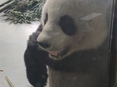 -东莞香市动物园