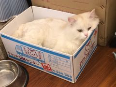 -房东的猫宠物生活馆