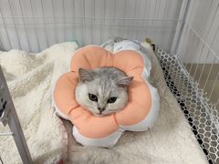 -创凡宠物医院·骨专科  猫科中心(西乡分院)