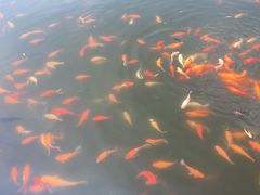 -西湖外事游船(花港观鱼码头)