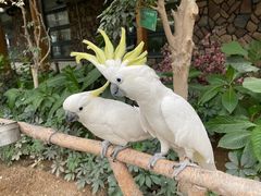 -南宫五洲植物乐园