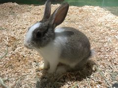-绿色星球动物主题公园