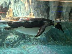 -帝企鹅自助餐厅•儿童岛•真企鹅(长隆企鹅酒店)