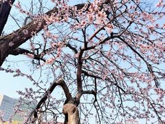-桃花堤公园