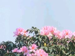 -深圳柯记餐厅(大望店)
