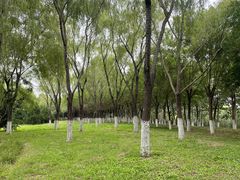 -永定河休闲森林公园