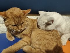 -平行世界·猫咖(首经贸店)