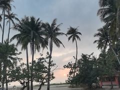 -东郊椰林