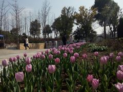 -杭州湾海上花田景区