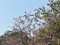 -广州白江湖森林公园