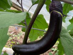 -庞各庄翠芳园西瓜蔬菜基地采摘园