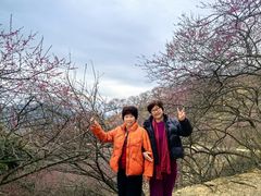 -新建村梅花