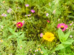 -铁山坪森林公园