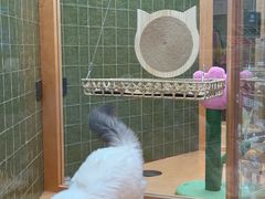 -帕帕拉兹宠物(亚洲旗舰店)