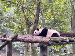 -都江堰中华大熊猫苑