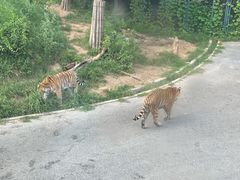 -大连森林动物园