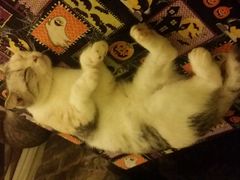 android_upload_pic-猫色咖啡·猫咖