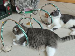 -Catmate·猫肥家润(金润铂宫店)