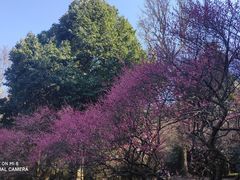 -杭州植物园