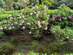 -黄村公园