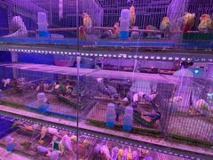 -花鸟鱼虫鲜花绿植市场(玉泉路店)