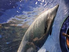 -上海海洋水族馆