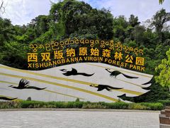 -西双版纳原始森林公园