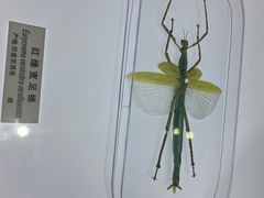 -上海昆虫博物馆