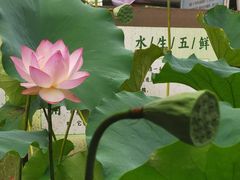 -荔湾湖公园