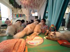 -喵喵咪呀布偶猫咖(春熙路店)
