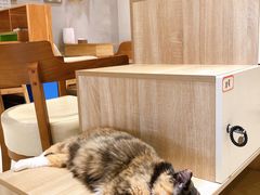 -藏猫猫咖啡主题馆(中央大道店)