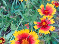 -野芷湖(地铁站)