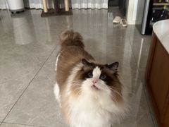 -FAELING PETS美天灵宠物(富力广场店)