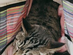 -美联众合爱康动物医院•复杂内科•肿瘤科•牙科•腔镜诊疗中心