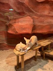 -Zoolung Zoolung动物主题公园(海信广场店)