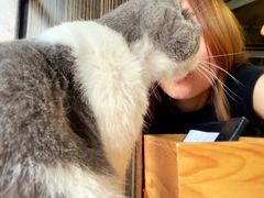 -more than meow吴止猫主题餐厅(承德 中船汇店)